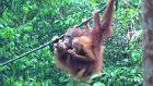 3.den- Pozorování orangutanů v Semenggoh Wildlife